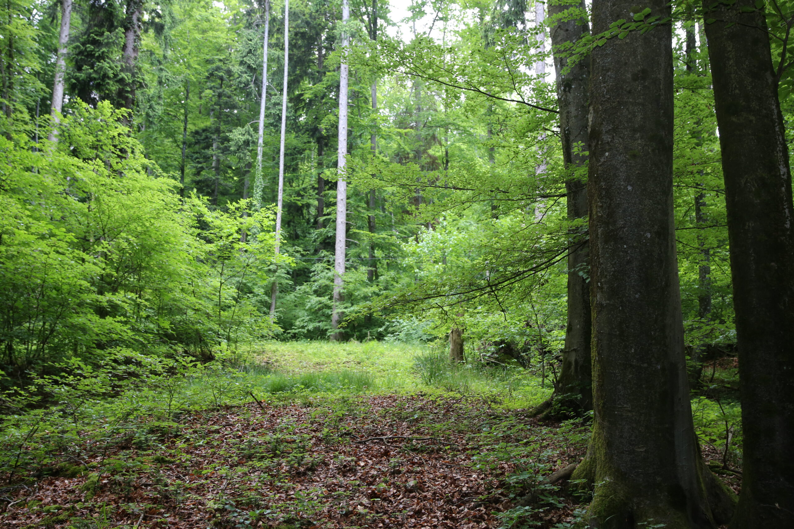 Pfad durch den Wald
